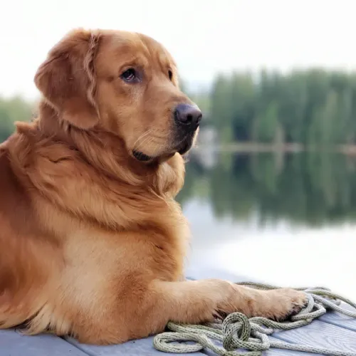 Greg Larson - 90 Pounds of Heart