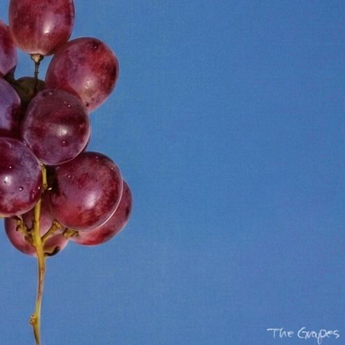 The Grapes - Flying Jacket