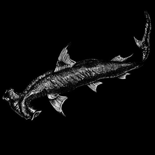 Shark School - Don't Trust a Man
