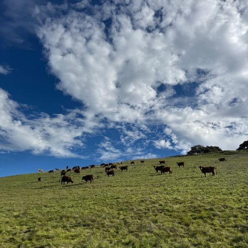 Stefan J. Selbert - Almost Eden